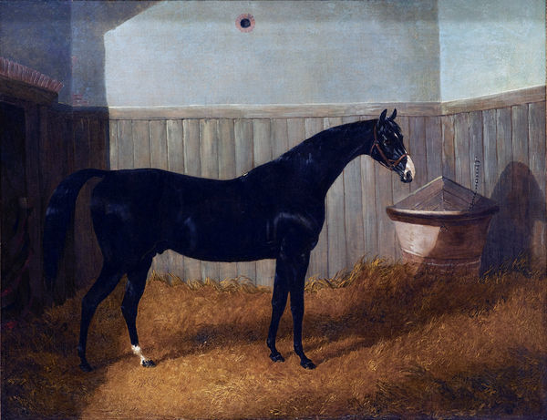 a-black-thoroughbred-horse-in-a-stable-by-john-frederick-herring-john-frederick-herring-jnr-1815-1907.jpg
